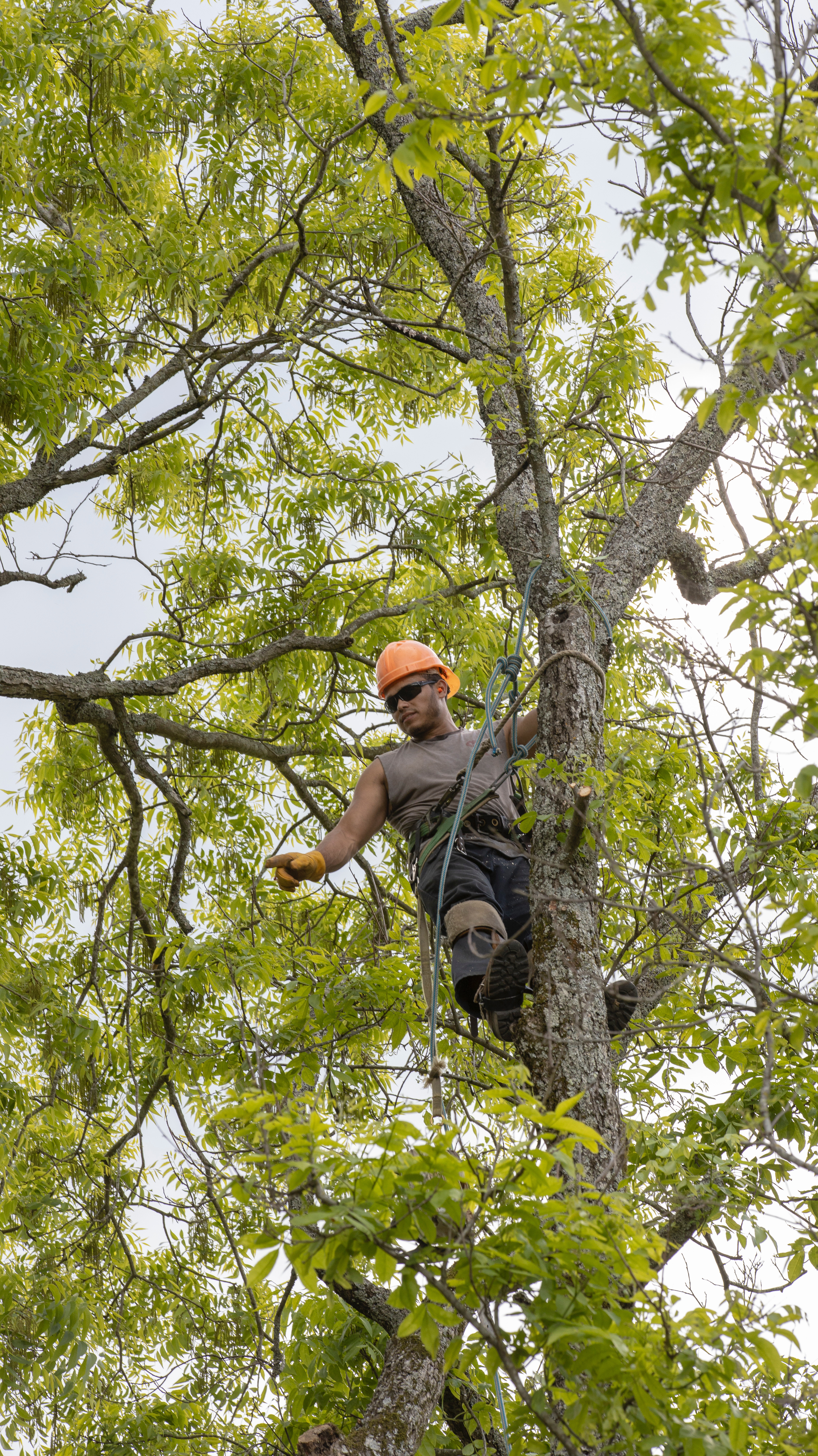 Arborist Directing Crew During Tree Removal in Greenville SC | Villa’s Tree Services LLC