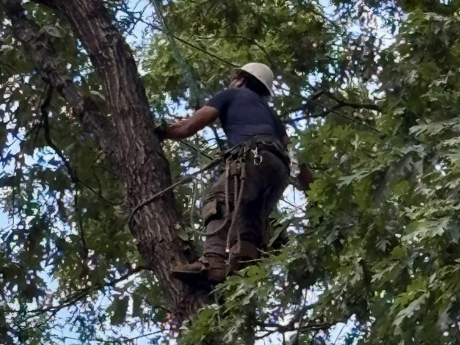 an arborist in a tree cutting limbs with a saw