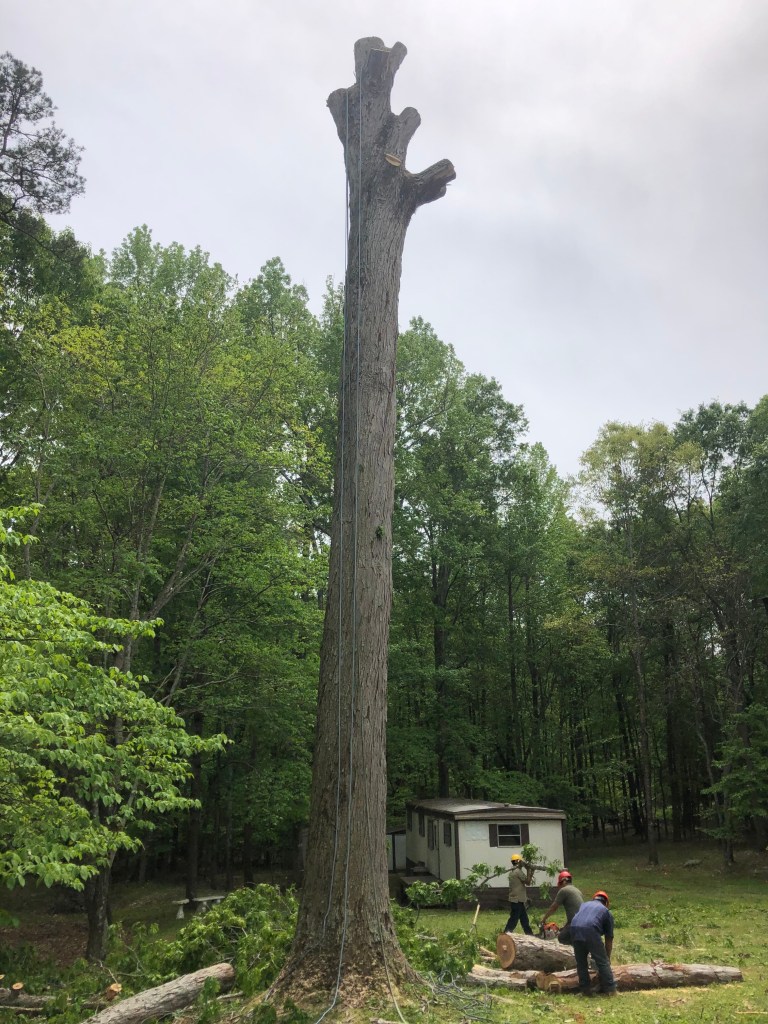 Tree with limbs removed while crew cleans up debris during tree removal project in Greenville South Carolina.
